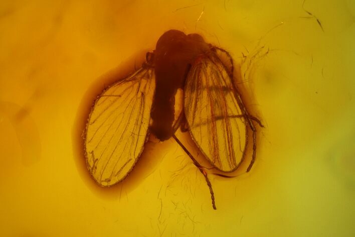 Fossil Moth Fly (Psychodidae) In Baltic Amber #145414